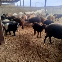 میش|حیوانات مزرعه|پیشوا, |دیوار