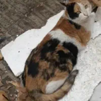 داوود گم شده