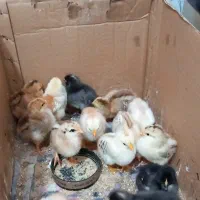 جوجه محلی  ۷روزه