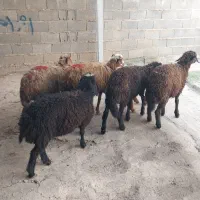 ۶ راس بره افشاری تمام نر