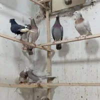 ۳۰ عدد هفرنگ|پرنده|شال, |دیوار