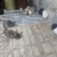 خرگوش|موش و خرگوش|مشهد, طبرسی شمالی|دیوار