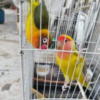 طوطی برزیلی