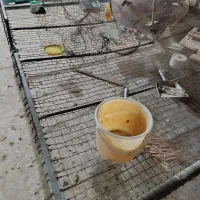 سلام یک تخت بزرگ ۲متر در ۳ متر به عبارت ۶ متری|تخت و سرویس خواب|امیدیه, |دیوار