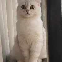 بریتیش سیلور اصیل|گربه|کرج, باغستان|دیوار