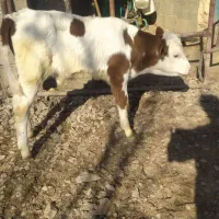 گوسالە شیری 25روزە،نژاد مونت بیلیارد