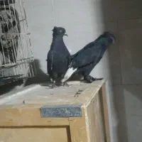 کبوتر|پرنده|شیراز, درکی|دیوار
