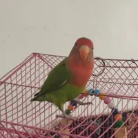 طوطی برزیلی