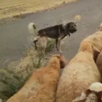 واگذاری سگ عراقی دو. ساله نر