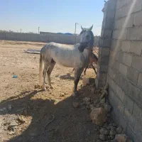 مادیون کرد با کری به فروش میرسد