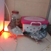 کبوتر هفت رنگ شهرستانی بلژیکی موشی|پرنده|بومهن, |دیوار