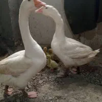 جوجه قوغاز
