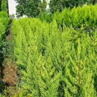 کاج لاوسون گلدان۳/۵و۷و۱۲|گل و گیاه طبیعی|کلاچای, |دیوار