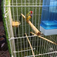 فنج گلدین نر|پرنده|قم, باغ کرباسی|دیوار