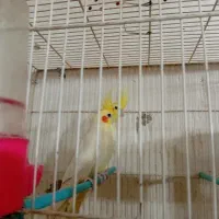 یجف عروس با یجفت مرغ عشق