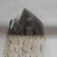 ی جفت نروماده سرور