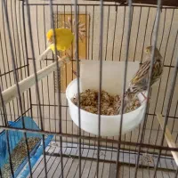 قناری ماده.معاوضه با سره ماده