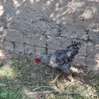 خروس اصل آمروک