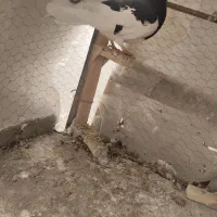 کبوتر شهری نر