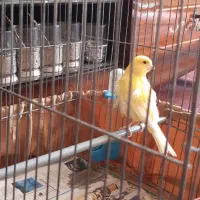 قناری نر وماده یلو ردفاکتور