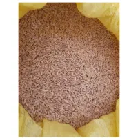 گندم دیم بذری