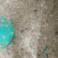 کود کبوتر زیل