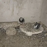 فروش ۱۵ عدد کبوتر خوب جفت ۳۰۰ تومان