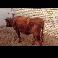 گوساله|حیوانات مزرعه|رامند, |دیوار