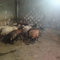 میش جوان|حیوانات مزرعه|زاغه, |دیوار