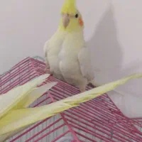 عروس هلندی لوتینو|پرنده|قم, شهرک امام حسین|دیوار