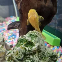 اکواریوم حرفه ای و ماهی نژاد دار|ماهی|کرمانشاه, |دیوار