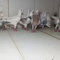 دسته ۲۰تایی نر سار دورگ