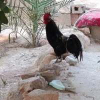 خروس محلی
