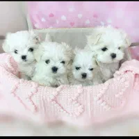سگ پشمالو شیتزو مالتیز عروسکی سایز صفر