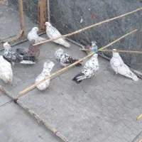 ۱۹۲۹۸۳۷۳|پرنده|ساروق, |دیوار