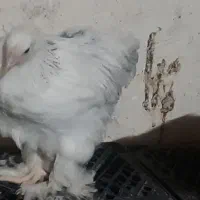 انواع جوجه برهما