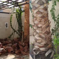 هرس خرمای زینتی (پالم)|خدمات باغبانی و درختکاری|اردکان, |دیوار