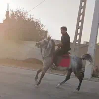 اسب نژاد دار|اسب و تجهیزات اسب‌سواری|میاندوآب, |دیوار