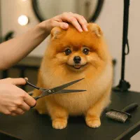 اصلاح و پیرایش سگ و گربه در مرکز تخصصی شرق کشور