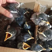 جوجه مینا کام سیاه افغانی
