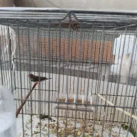 فنچ نرو ماده