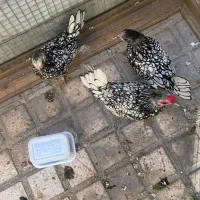 مرغ خروس