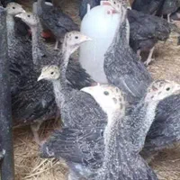 بوقلمون جوان