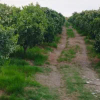زمین مسکونی فروش فوری