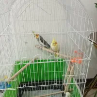 فروش جفت عروس هلندی