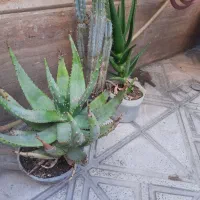 فروش گل