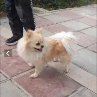 سگ پامر