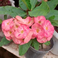 اولی  و دومی ۳۵۰