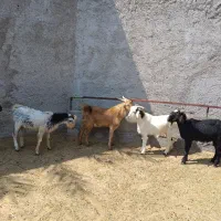 فروش ۶تا کهره نر سالم و سرحال