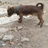 سگ پامرا|سگ|تویسرکان, |دیوار